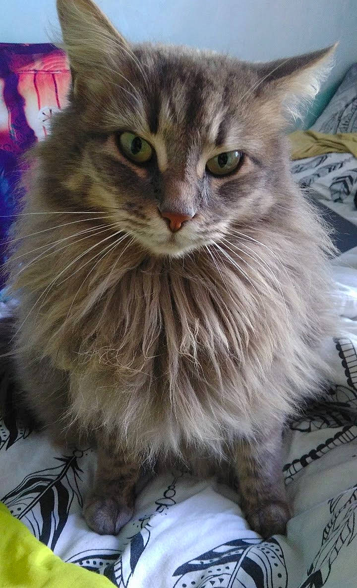 Duchesse a rejoint le concours — aidez-le/la à gagner de superbes lots ! asian, asian_semi_longhair, british_semi_longhair, carnivore, cat, domestic_long_haired_cat, domestic_short_haired_cat, dragon_li, felidae, maine_coon, mammal, norwegian_forest_cat, pixie_bob, ragamuffin, siberian, small_to_medium_sized_cats, tabby_cat, vertebrate, whiskers, wild_cat