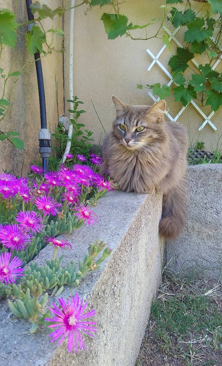 Duchesse a rejoint le concours — aidez-le/la à gagner de superbes lots ! asian_semi_longhair, british_semi_longhair, carnivore, cat, domestic_long_haired_cat, domestic_short_haired_cat, european_shorthair, felidae, flower, maine_coon, norwegian_forest_cat, persian, plant, ragamuffin, shrub, siberian, small_to_medium_sized_cats, tabby_cat, whiskers, wild_cat