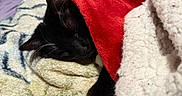 Scar joined the competition — help win amazing prizes! black_cat, blanket, cat, close_up, comfort, cozy, cute, fur, home, indoor, nap, pet, red_blanket, relaxation, resting, sleeping, soft_texture, warmth, whiskers, white_paws
