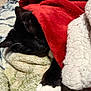 Scar joined the competition — help win amazing prizes! cat, black_cat, white_paws, sleeping, blanket, red_blanket, soft_texture, cozy, indoor, pet, resting, fur, whiskers, close_up, comfort, warmth, relaxation, nap, home, cute