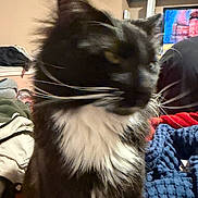 Scar is registered to the contest to win money with this photo: animal, black_and_white, blanket, cat, close_up, clutter, cozy, domestic, feline, fur, furry, fuzziness, household, indoor, messy, pet, portrait, resting, shelf, whiskers