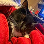 cat, black_and_white, whiskers, blanket, red_blanket, cozy, indoor, relaxed, pet, feline, close_up, resting, sleepy, fur, home, living_room, television, soft_texture, comfort, warmth