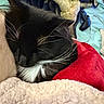 Scar joined the competition — help win amazing prizes! bedspread, black_cat, blanket, cat, closeup, comfort, cozy, domestic_animal, fur, game_controller, indoor, pet, red_plush, relaxation, resting, sleeping, soft_texture, tuxedo_cat, whiskers, white_fur