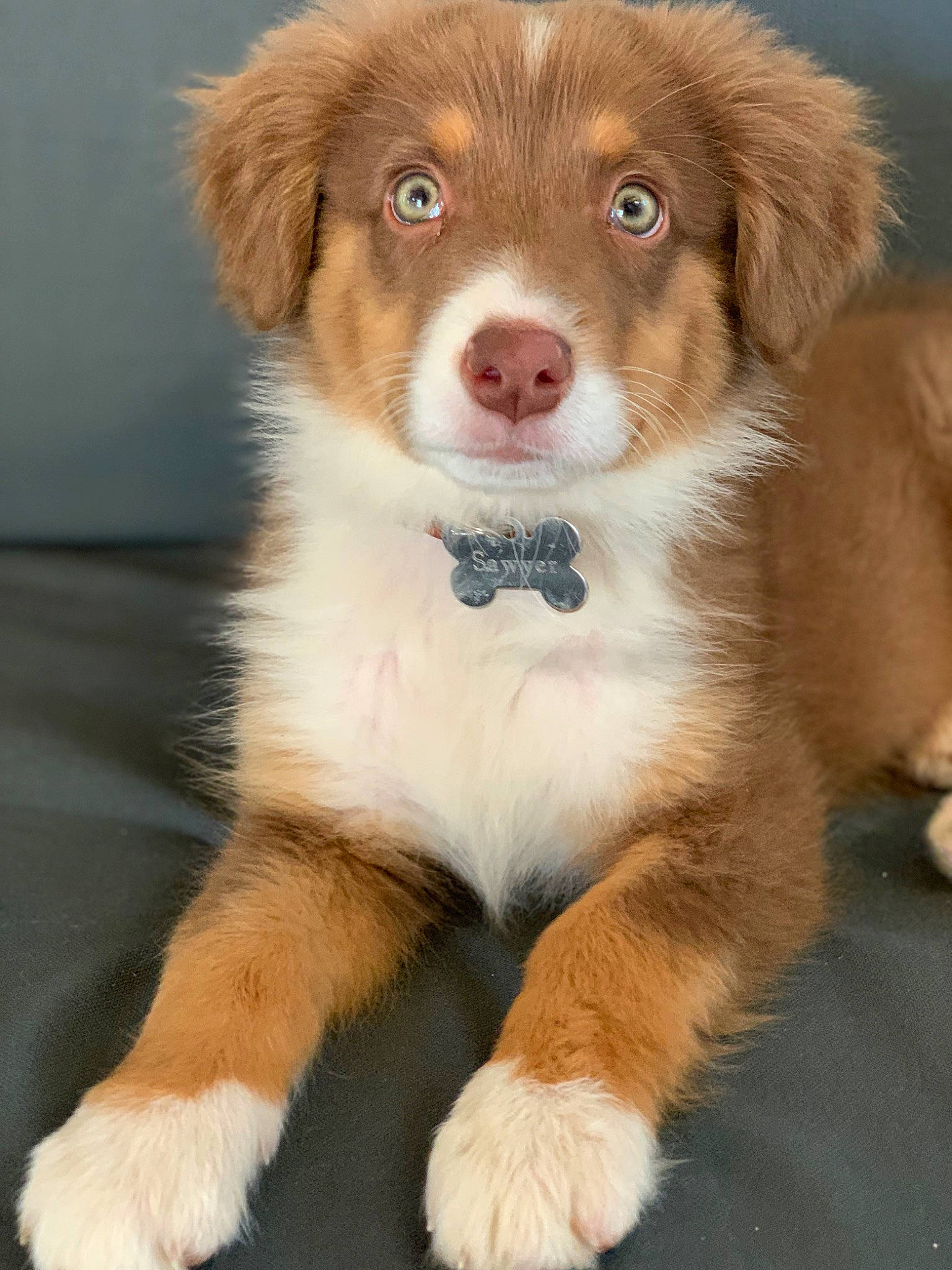 Sawyer a rejoint le concours — aidez-le/la à gagner de superbes lots ! ancient_dog_breeds, australian_collie, border_collie, canidae, carnivore, companion_dog, dog, dog_breed, fawn, fur, herding_dog, liver, snout, sporting_group, terrestrial_animal, whiskers, working_animal, working_dog