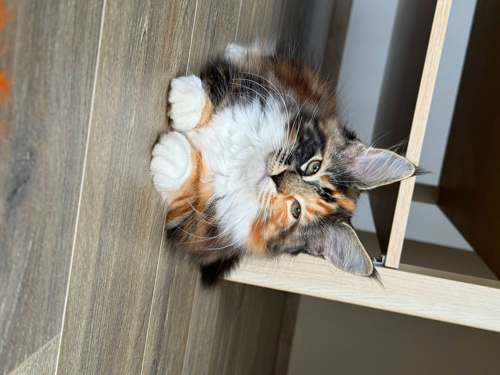 Uzie participe au concours pour gagner de l'argent avec cette photo : carnivore, cat, claw, domestic_short_haired_cat, feather, felidae, flooring, fur, hardwood, natural_material, paw, plank, small_to_medium_sized_cats, tail, terrestrial_animal, varnish, whiskers, window, wood