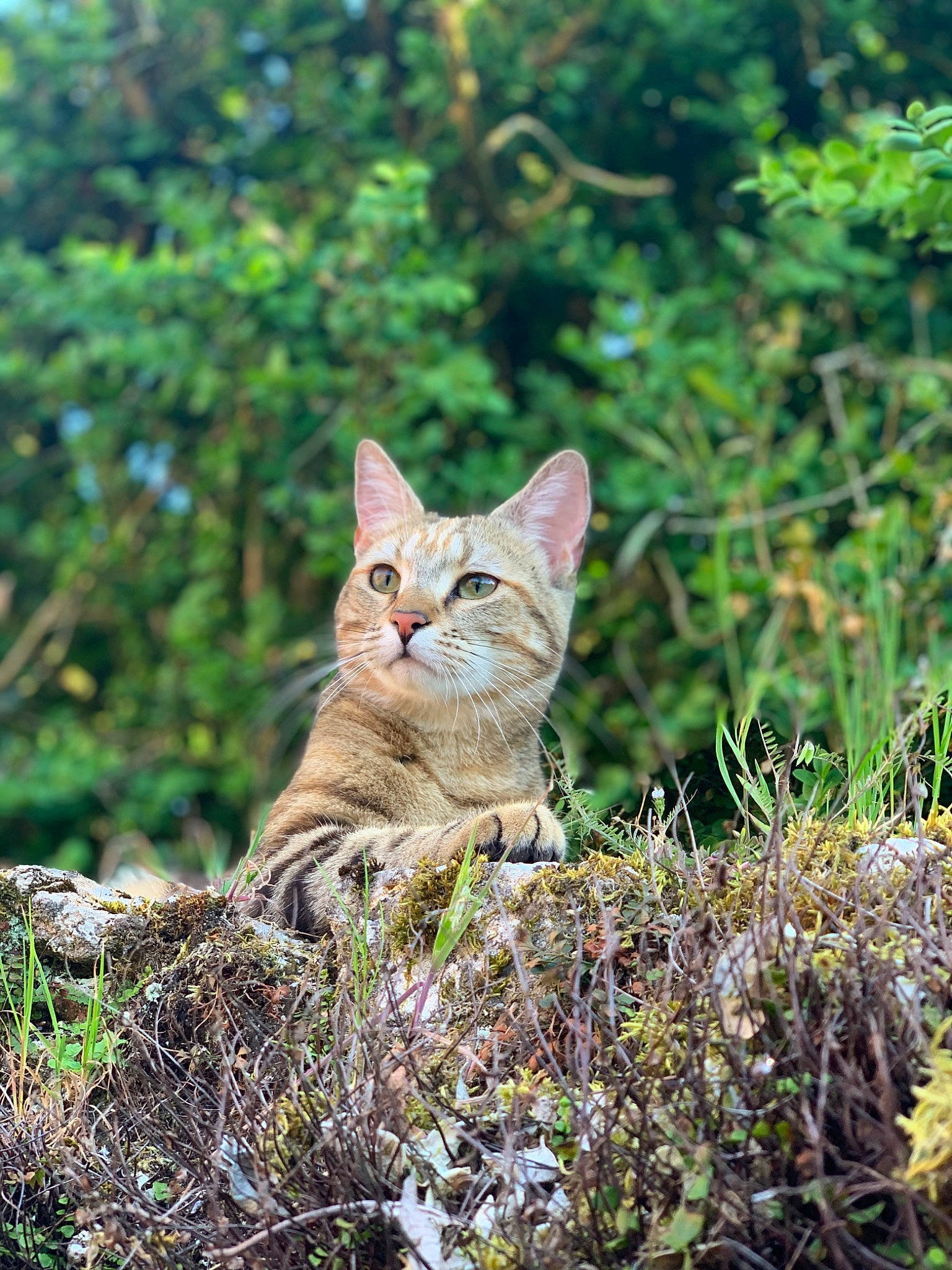 Plume participe au concours pour gagner de l'argent avec cette photo : branch, carnivore, cat, domestic_short_haired_cat, fawn, felidae, fur, grass, groundcover, plant, shrub, small_to_medium_sized_cats, snout, tail, terrestrial_animal, terrestrial_plant, tree, trunk, whiskers, wood