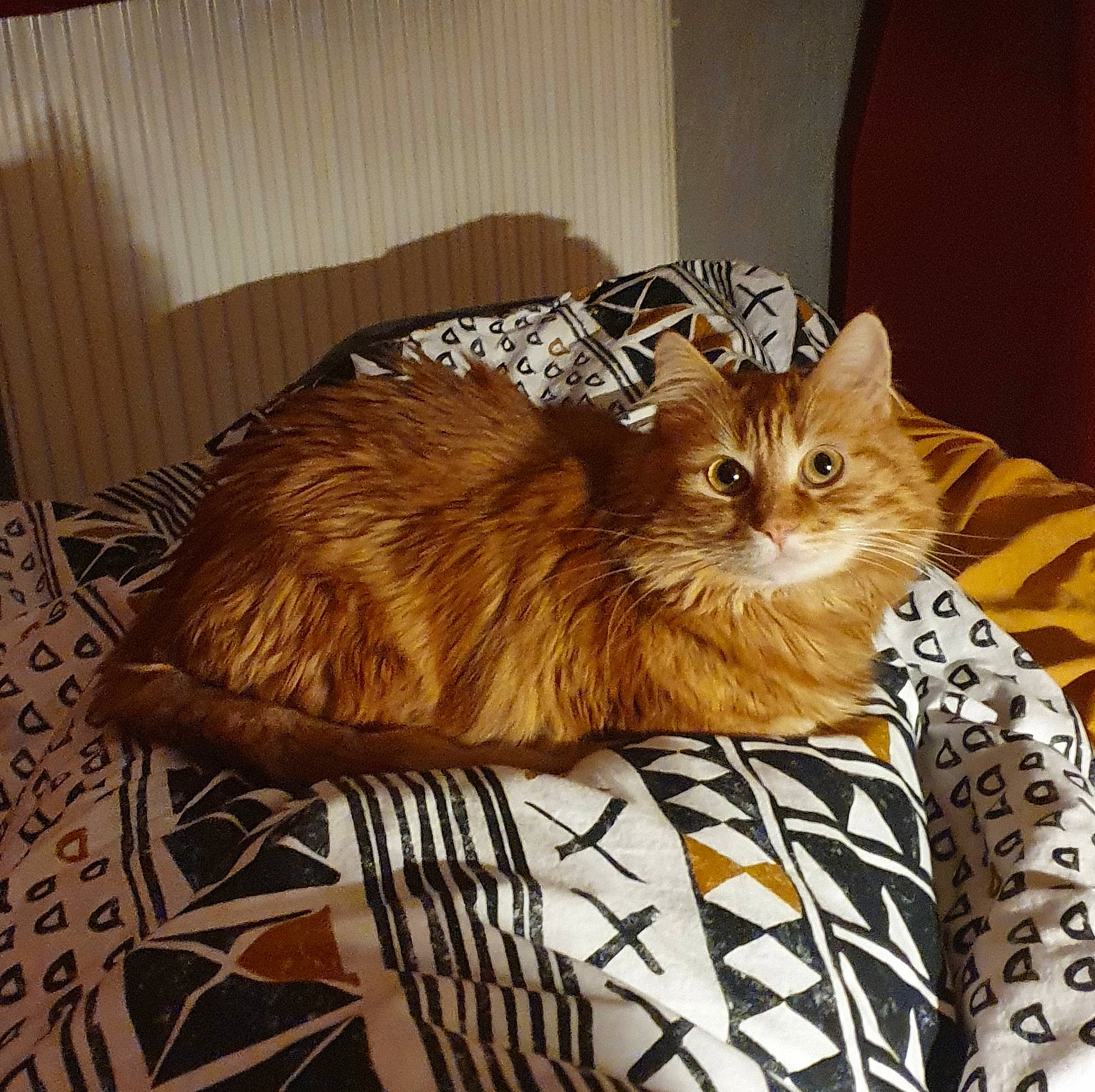 Titi a rejoint le concours — aidez-le/la à gagner de superbes lots ! bag, carnivore, cat, comfort, couch, domestic_short_haired_cat, fawn, felidae, fur, hat, pattern, pet_supply, room, small_to_medium_sized_cats, snout, tail, terrestrial_animal, vase, whiskers