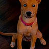 Bella joined the competition — help win amazing prizes! puppy, dog, pet, animal, sitting, portrait, pink_collar, brown_fur, pointed_ears, blue_eyes, black_nose, front_view, wooden_floor, indoor, home, cute, alert, small_dog, canine, photography