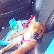 Bella is registered to the contest to win money with this photo: dog, puppy, sleeping, sleepy, pet, animal, car, car_interior, car_seat, harness, pink_harness, toy, green_toy, blue_blanket, brown_fur, resting, lying_down, cute, road_trip, indoor