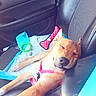 dog, puppy, sleeping, sleepy, pet, animal, car, car_interior, car_seat, harness, pink_harness, toy, green_toy, blue_blanket, brown_fur, resting, lying_down, cute, road_trip, indoor