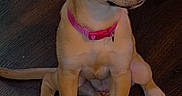 Bella is registered to the contest to win money with this photo: puppy, dog, pet, sitting, portrait, pink_collar, pointed_ears, tan_fur, white_chest, black_nose, brown_eyes, front_paws, tail, wooden_floor, indoors, adorable, cute, animal, companion, photography