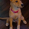 puppy, dog, pet, sitting, portrait, pink_collar, pointed_ears, tan_fur, white_chest, black_nose, brown_eyes, front_paws, tail, wooden_floor, indoors, adorable, cute, animal, companion, photography