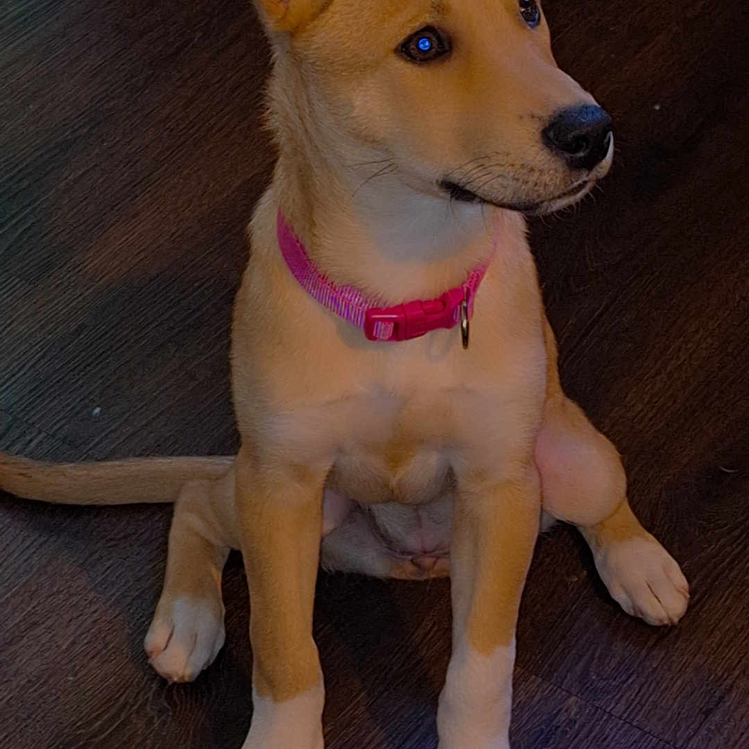 Bella is registered to the contest to win money with this photo: puppy, dog, pet, sitting, portrait, pink_collar, pointed_ears, tan_fur, white_chest, black_nose, brown_eyes, front_paws, tail, wooden_floor, indoors, adorable, cute, animal, companion, photography