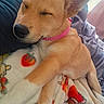 Bella joined the competition — help win amazing prizes! dog, puppy, sleeping, sleepy, cute, tan_fur, large_ears, pink_collar, black_nose, closed_eyes, pet, blanket, cozy, indoors, couch, relaxed, resting, portrait, animal, snuggling