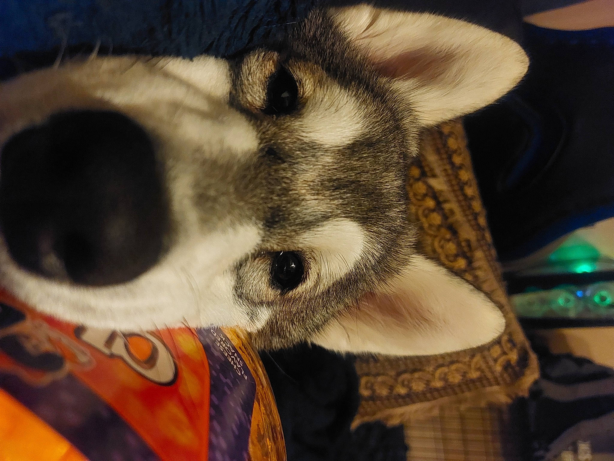 Siff joined the competition — help win amazing prizes! bone, canidae, carnivore, companion_dog, dog, dog_breed, domestic_short_haired_cat, fawn, felidae, fur, mammal, musical_instrument, non_sporting_group, paw, small_to_medium_sized_cats, snout, sporting_group, whiskers, wildlife, working_animal