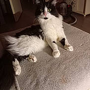 Simba a rejoint le concours — aidez-le/la à gagner de superbes lots ! cat, black_and_white, fluffy, indoor, pet, feline, blanket, curious, relaxed, animal, fur, whiskers, tail, paw, home, vacuum_cleaner, cabinet, floor, resting, domestic