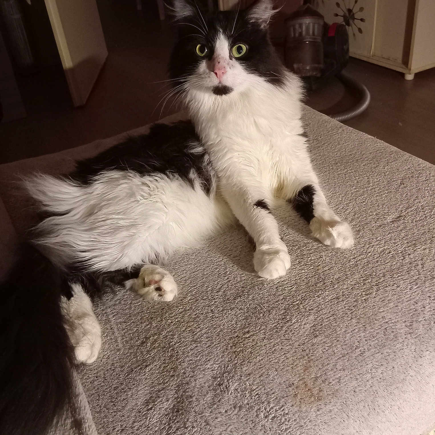 Simba a rejoint le concours — aidez-le/la à gagner de superbes lots ! animal, black_and_white, blanket, cabinet, cat, curious, domestic, feline, floor, fluffy, fur, home, indoor, paw, pet, relaxed, resting, tail, vacuum_cleaner, whiskers