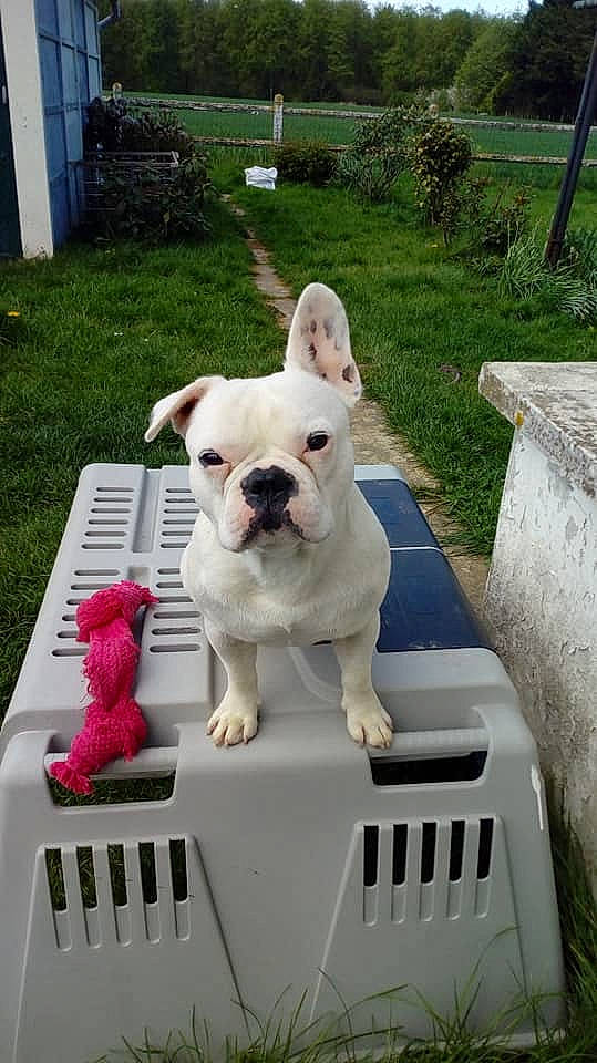 Oscar participe au concours pour gagner de l'argent avec cette photo : american_bulldog, australian_bulldog, bulldog, canidae, carnivore, companion_dog, dog, dog_breed, dorset_olde_tyme_bulldogge, fawn, french_bulldog, grass, mammal, non_sporting_group, old_english_bulldog, olde_english_bulldogge, snout, toy_bulldog, vertebrate, white_english_bulldog
