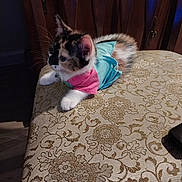 Cake joined the competition — help win amazing prizes! kitten, cat, calico, pet, animal, feline, cute, outfit, clothing, chair, furniture, indoor, fluffy, whiskers, patterned, ornate, curious, small, resting, domestic