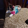 kitten, cat, calico, pet, animal, feline, cute, outfit, clothing, chair, furniture, indoor, fluffy, whiskers, patterned, ornate, curious, small, resting, domestic