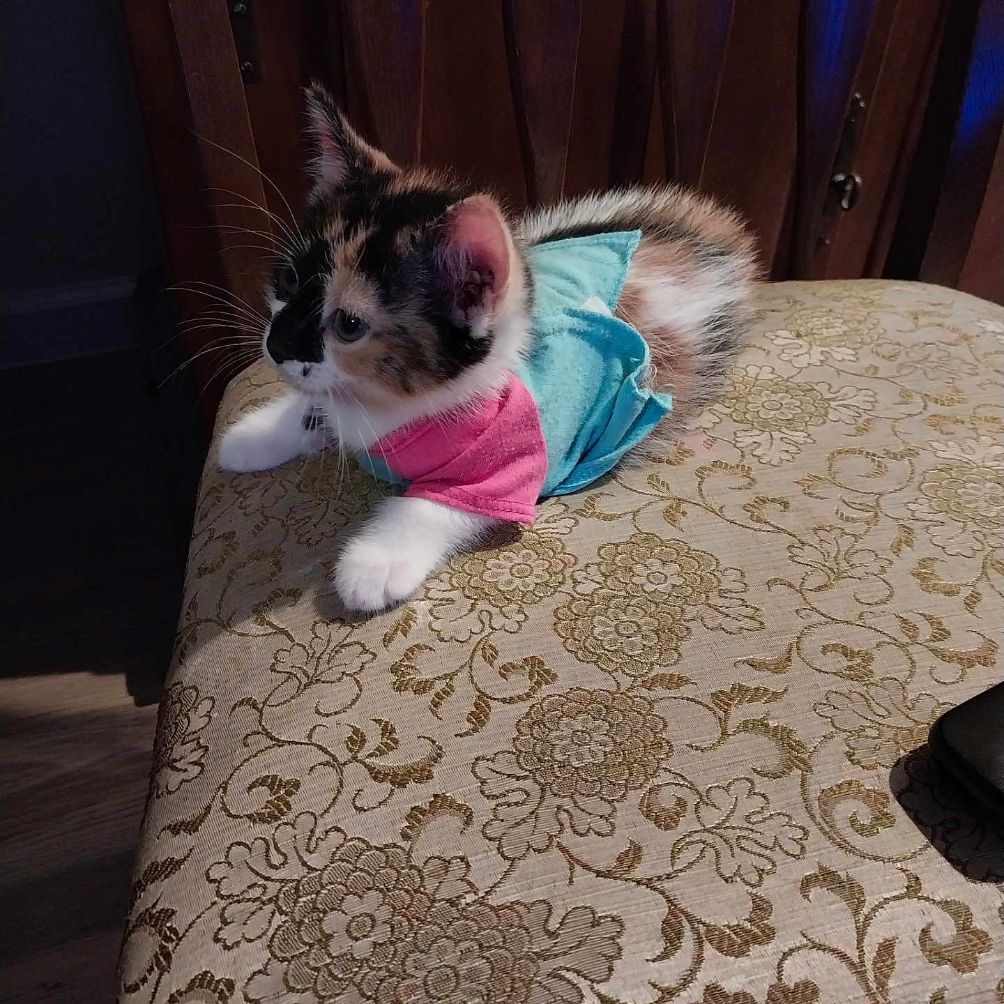 Cake joined the competition — help win amazing prizes! kitten, cat, calico, pet, animal, feline, cute, outfit, clothing, chair, furniture, indoor, fluffy, whiskers, patterned, ornate, curious, small, resting, domestic
