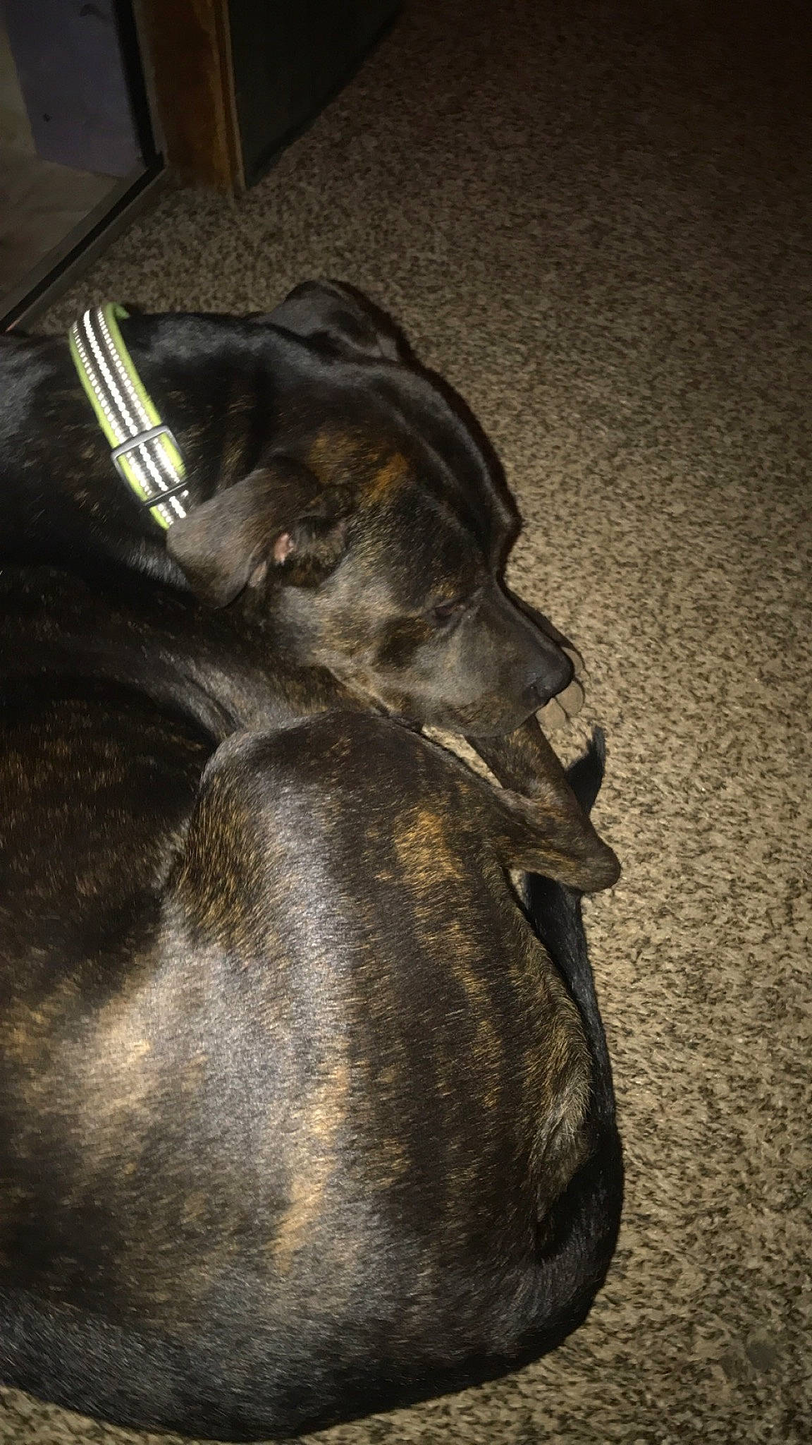 Bella joined the competition — help win amazing prizes! canidae, carnivore, dog, dog_breed, great_dane, guard_dog, non_sporting_group, snout, sporting_group, weimaraner