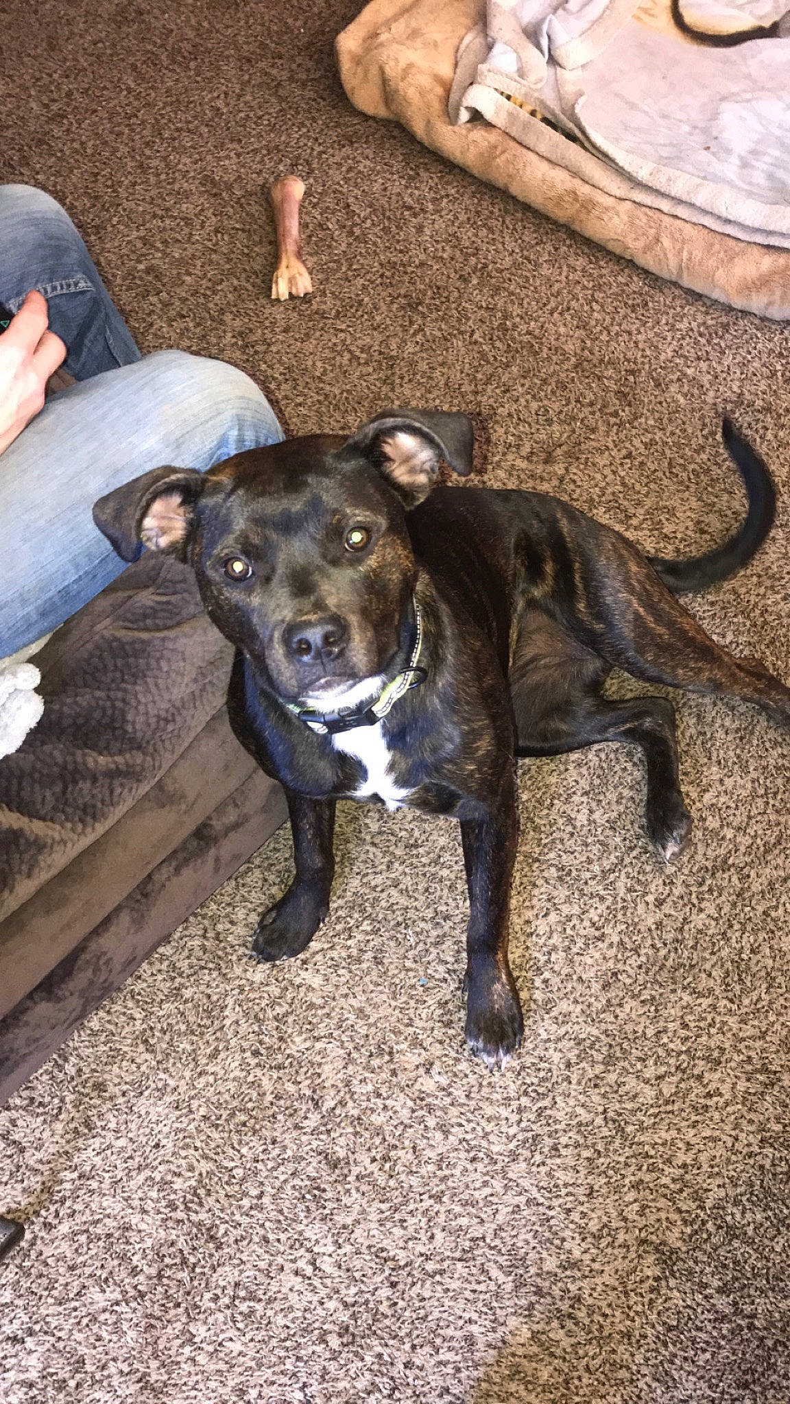 Bella joined the competition — help win amazing prizes! alaunt, american_pit_bull_terrier, american_staffordshire_terrier, canidae, carnivore, dog, dog_breed, fawn, feist, mammal, mountain_cur, non_sporting_group, pit_bull, rare_breed_dog, sporting_group, staffordshire_bull_terrier