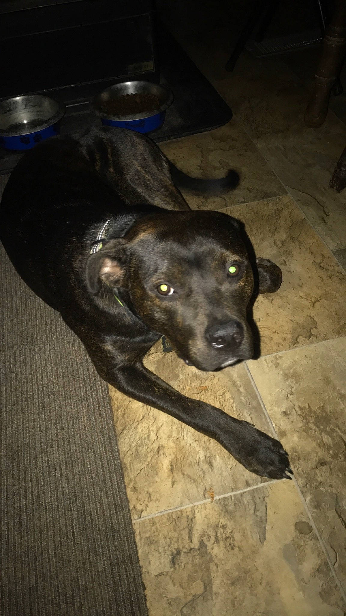 Bella is registered to the contest to win money with this photo: american_pit_bull_terrier, beagador, canidae, carnivore, dog, dog_breed, labrador_retriever, patterdale_terrier, plott_hound, snout, sporting_group