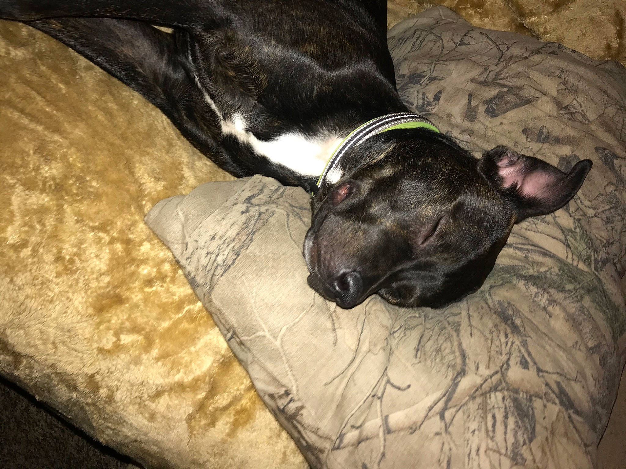 Bella joined the competition — help win amazing prizes! canidae, carnivore, dog, dog_breed, fawn, galgo_espanol, greyhound, lurcher, nap, non_sporting_group, snout, whiskers