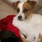 Meïska a rejoint le concours — aidez-le/la à gagner de superbes lots ! dog, small_dog, white_dog, brown_spots, blanket, red_blanket, black_blanket, indoor, floor, tile_floor, cabinet, pet, animal, cute, resting, curled_up, ears, nose, fur, companion