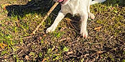 Meïska a rejoint le concours — aidez-le/la à gagner de superbes lots ! dog, stick, grass, dirt, sunlight, outdoor, playful, brown, white, paw, animal, canine, nature, park, daytime, happy, pet, chewing, tree, sidewalk