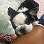 Bentley joined the competition — help win amazing prizes! puppy, dog, sleeping, black_and_white, pet, resting, cushion, pillow, fur, nose, ear, indoor, close_up, cute, relaxation, human_leg, bed, comfort, animal, domestic