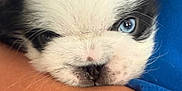 Bentley is registered to the contest to win money with this photo: puppy, dog, blue_eyes, black_and_white, close_up, face, fur, pet, cute, young, resting, person, arm, skin, snout, whiskers, domestic_animal, animal, friendship, companion