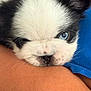 puppy, dog, blue_eyes, black_and_white, close_up, face, fur, pet, cute, young, resting, person, arm, skin, snout, whiskers, domestic_animal, animal, friendship, companion