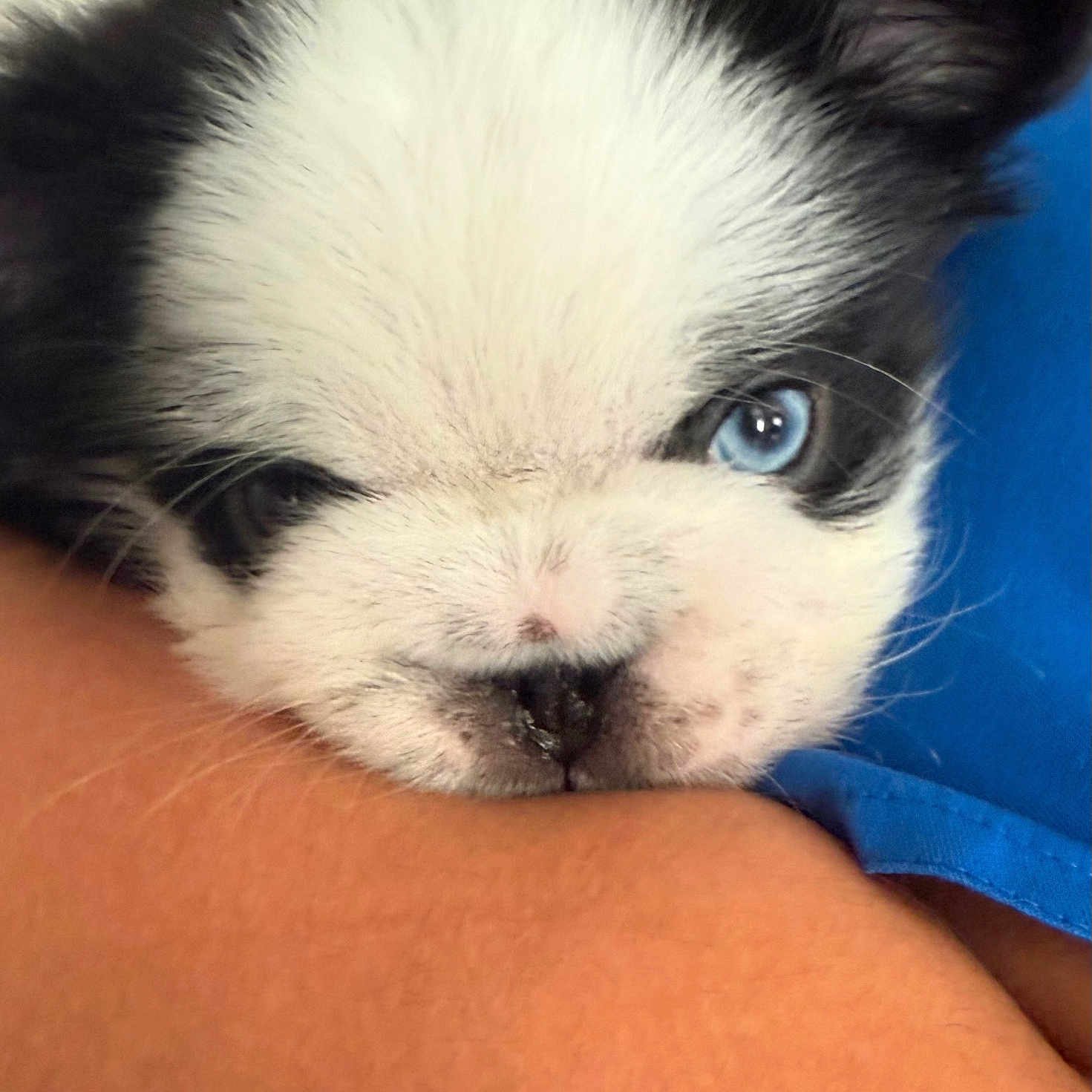 Bentley is registered to the contest to win money with this photo: animal, arm, black_and_white, blue_eyes, close_up, companion, cute, dog, domestic_animal, face, friendship, fur, person, pet, puppy, resting, skin, snout, whiskers, young
