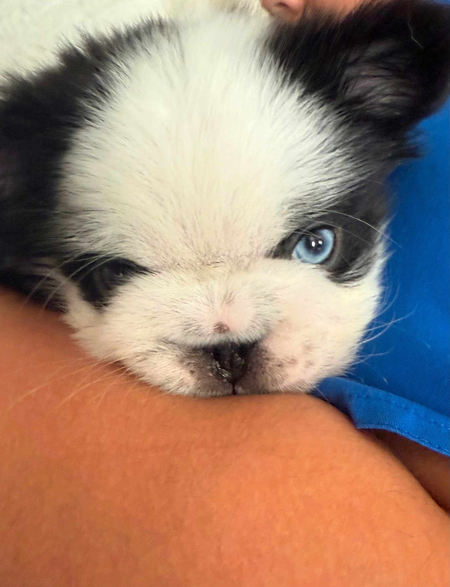 Bentley is registered to the contest to win money with this photo: puppy, dog, blue_eyes, black_and_white, close_up, face, fur, pet, cute, young, resting, person, arm, skin, snout, whiskers, domestic_animal, animal, friendship, companion