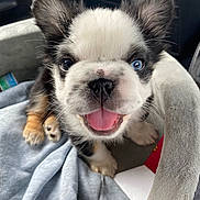 Bentley is registered to the contest to win money with this photo: puppy, dog, pet, cute, smiling, blue_eye, heterochromia, fur, bed, blanket, indoor, close_up, animal, canine, tongue_out, happy, small, young, ears, nose