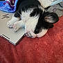 Bentley is registered to the contest to win money with this photo: puppy, dog, sleeping, blanket, laptop, red_surface, cozy, black_and_white, fur, pet, cute, resting, indoor, soft_texture, animal, small, adorable, napping, companion, relaxation