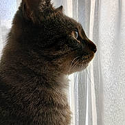 Ayrton participe au concours pour gagner de l'argent avec cette photo : animal, cat, closeup, curtains, domestic_cat, feline, fur, indoor, looking, mammal, pet, portrait, profile, quiet, serene, side_profile, soft_light, tabby, whiskers, window