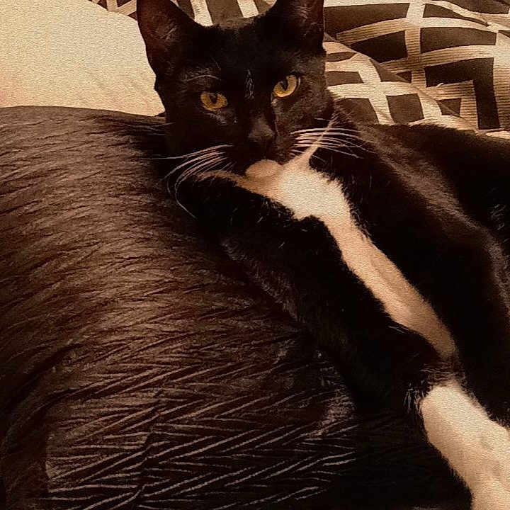 Loki Rydah joined the competition — help win amazing prizes! animal, black_cat, cat, close_up, cozy, domestic_cat, feline, fur, indoor, lying_down, patterned_background, pet, pillow, portrait, relaxed, resting, texture, whiskers, white_paws, yellow_eyes