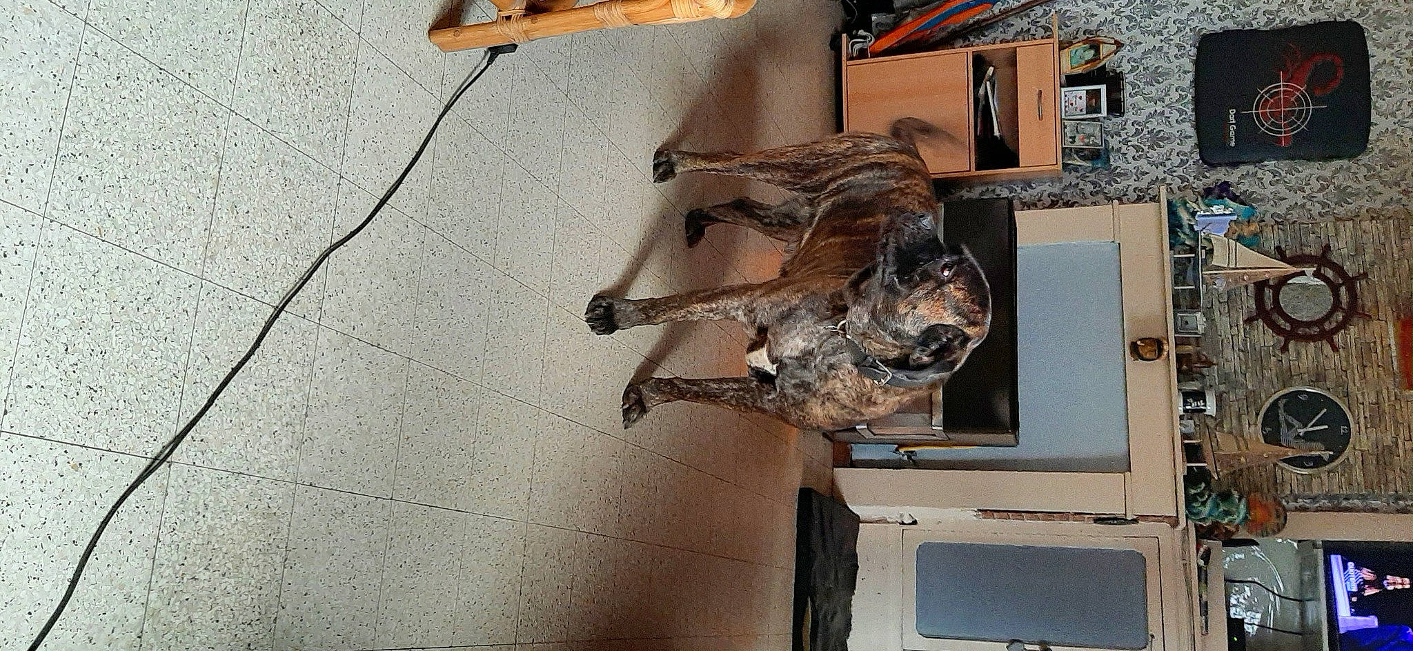 Patto a rejoint le concours — aidez-le/la à gagner de superbes lots ! canidae, carnivore, companion_dog, dog, dog_breed, liver, snout, sporting_group, working_animal, working_dog