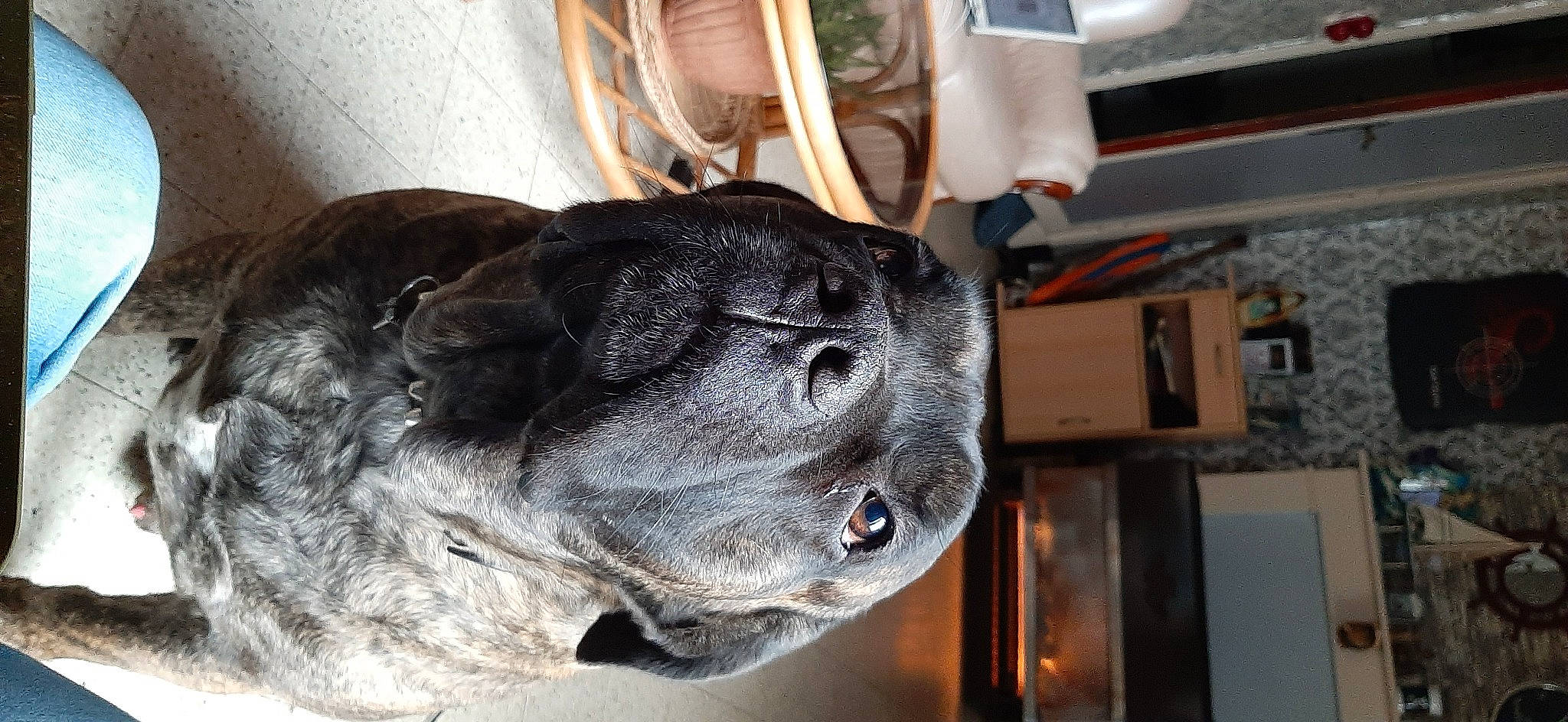 Patto participe au concours pour gagner de l'argent avec cette photo : canidae, carnivore, companion_dog, dog, dog_breed, fur, sculpture, snout, sporting_group, working_animal, working_dog