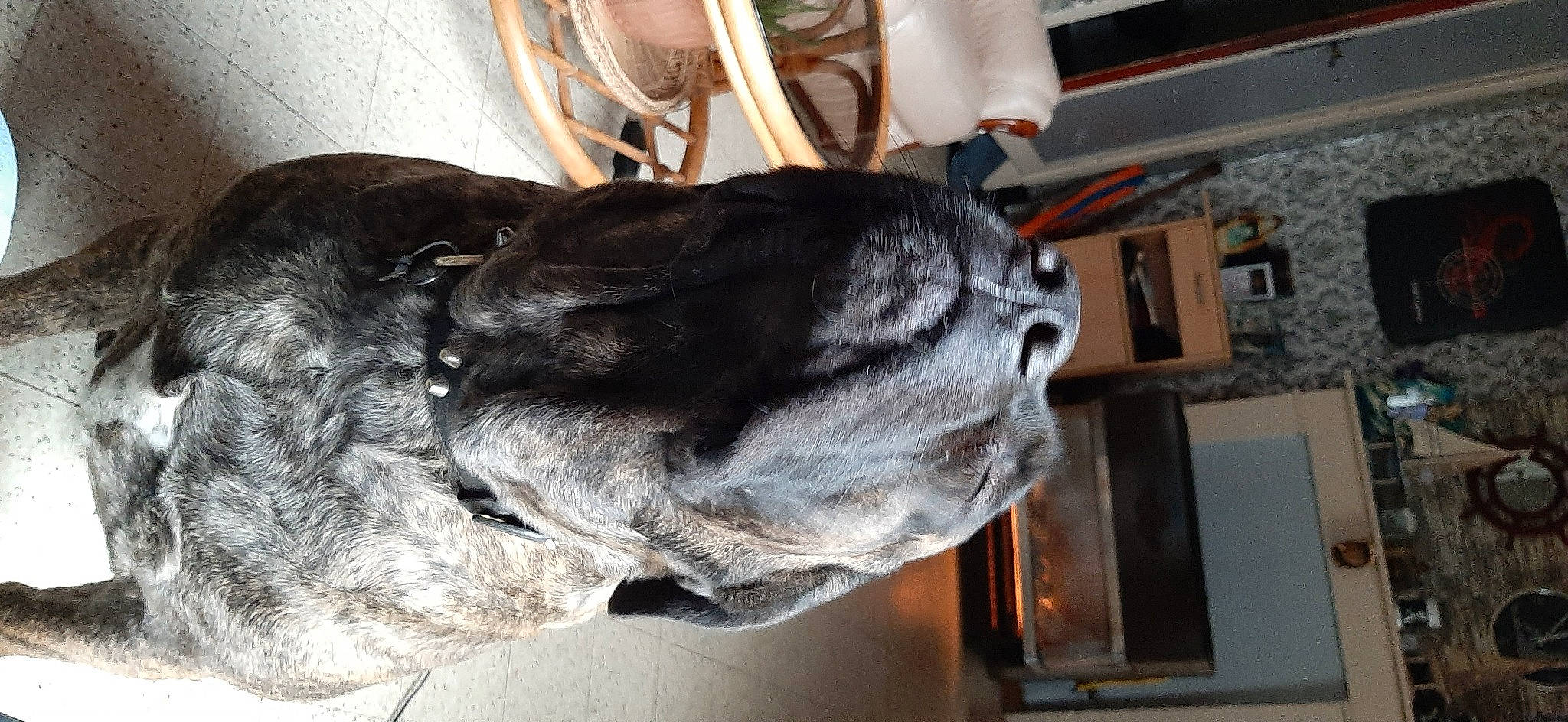 Patto a rejoint le concours — aidez-le/la à gagner de superbes lots ! carnivore, cat, collar, companion_dog, dog, dog_breed, fur, pet_supply, shelf, small_to_medium_sized_cats, snout, sporting_group, whiskers, working_animal, working_dog