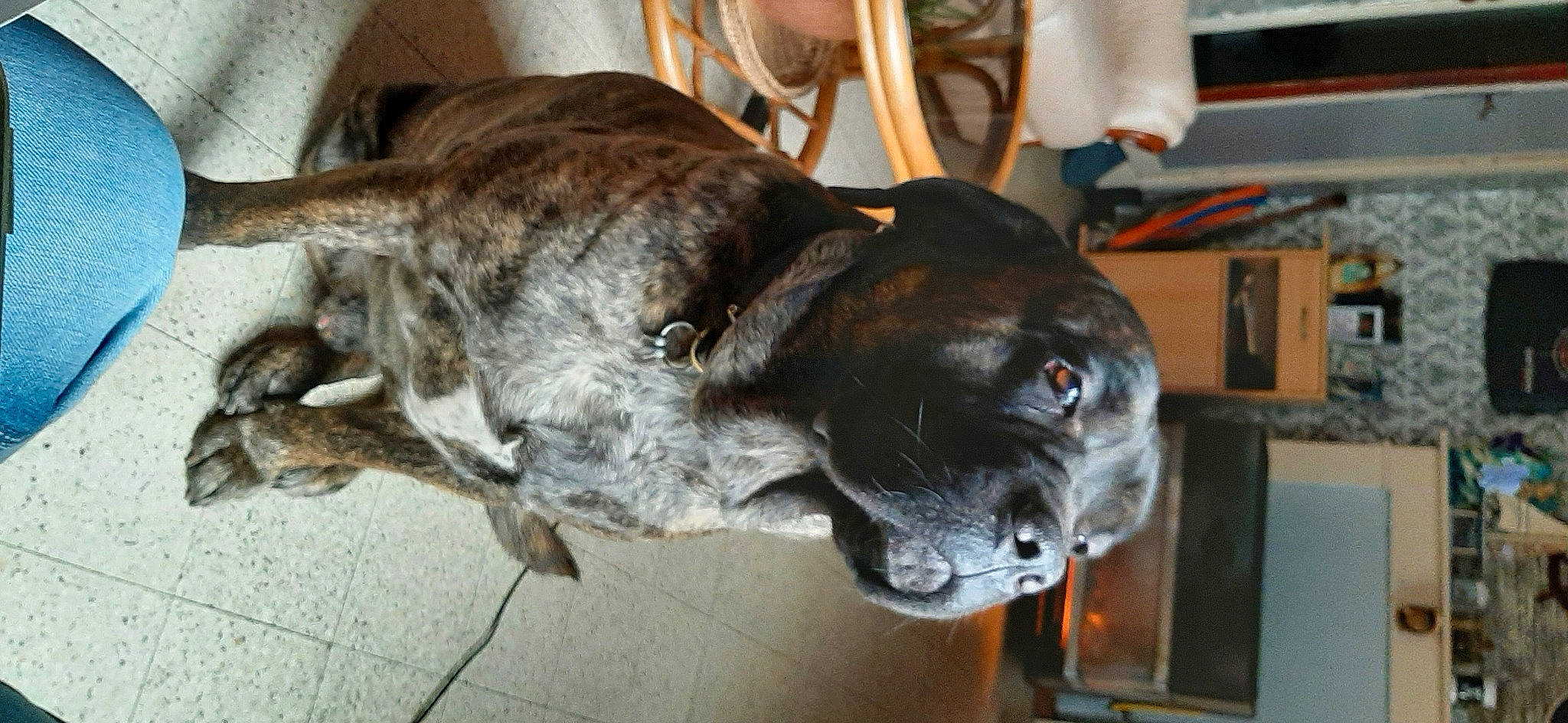 Patto a rejoint le concours — aidez-le/la à gagner de superbes lots ! canidae, carnivore, collar, companion_dog, dog, dog_breed, dog_collar, fawn, grey, guard_dog, liver, mammal, shelf, shelving, snout, sporting_group, vertebrate, whiskers, working_animal, working_dog