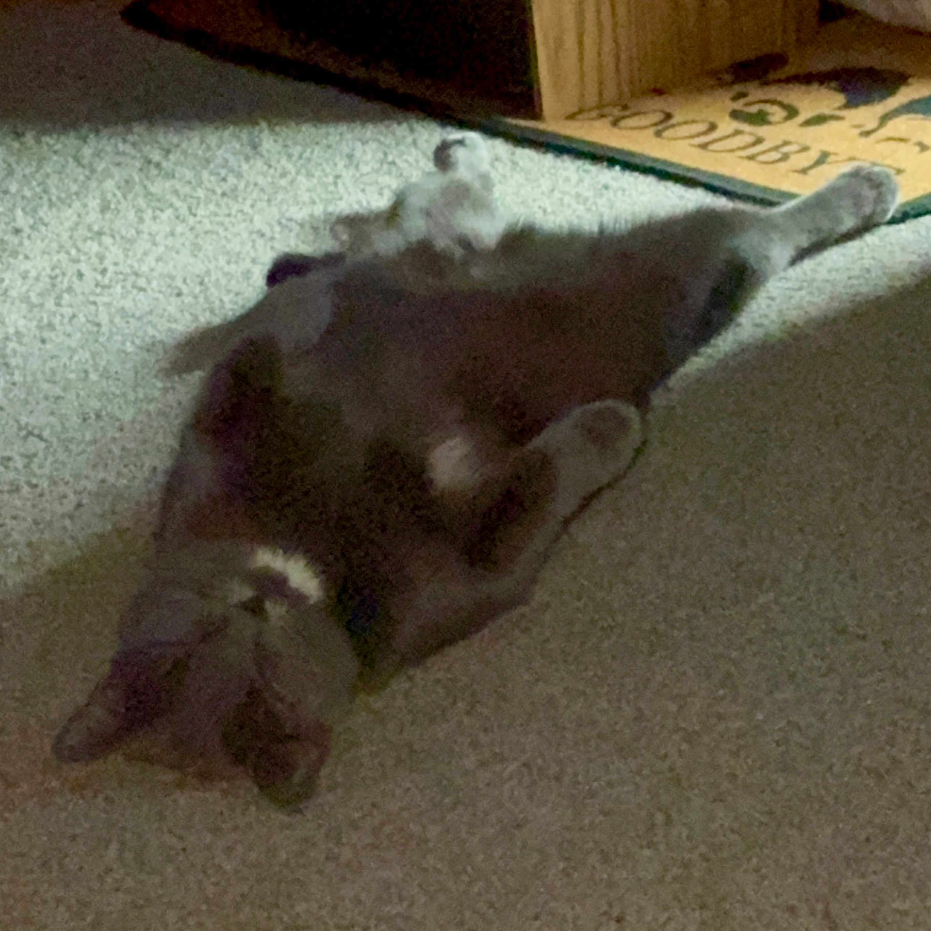 Lennon joined the competition — help win amazing prizes! abyssinian, adult, animal, architecture, blackcat, box, building, cat, hardwood, indoors, kitten, male, man, manx, mat, person, pet, sleeping, text, wood