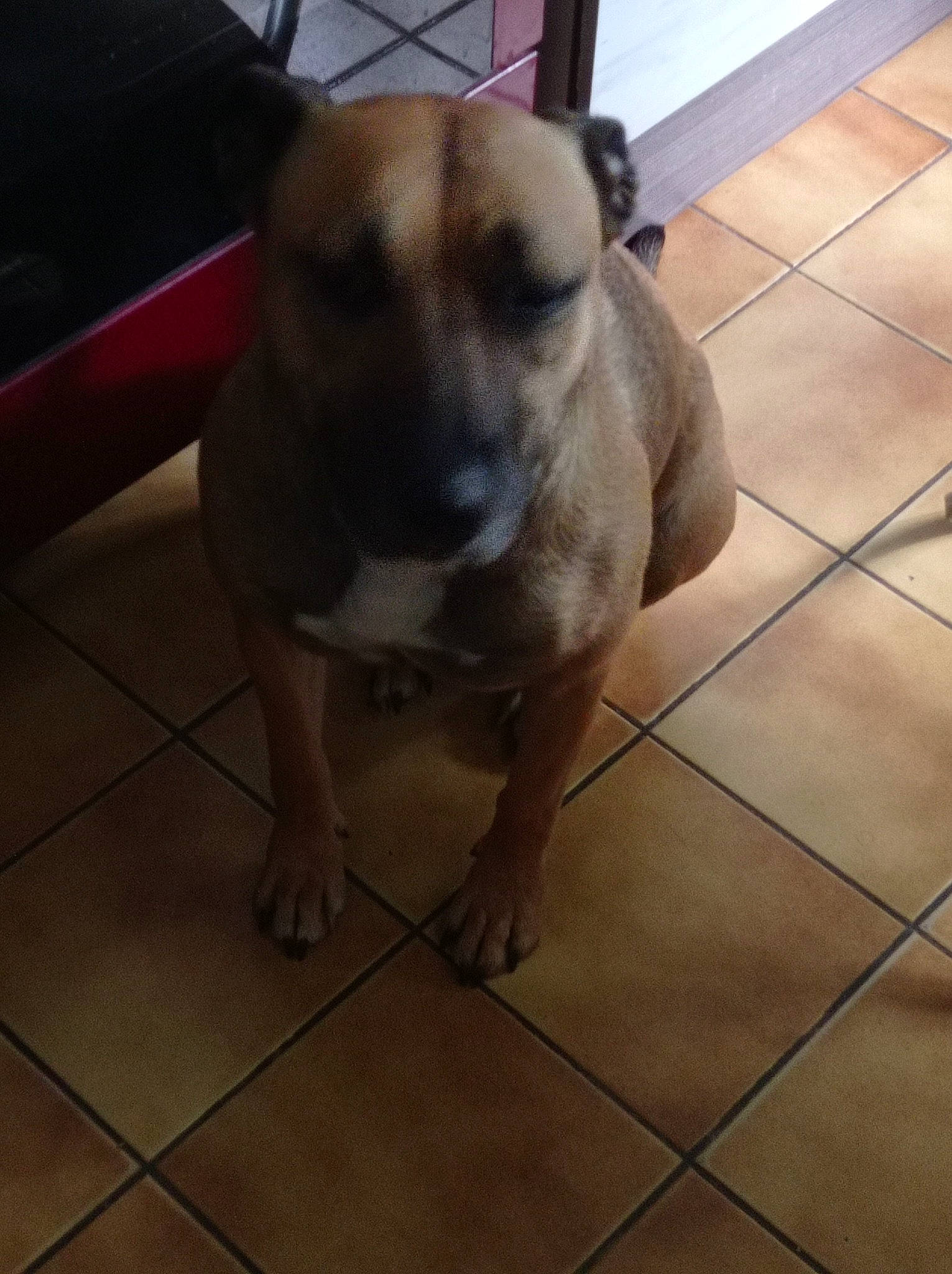 Nala a rejoint le concours — aidez-le/la à gagner de superbes lots ! carnivore, companion_dog, dog, floor, flooring, foot, fur, hardwood, laminate_flooring, metal, paw, pet_supply, tail, tile, tile_flooring, toy_dog, whiskers, wood, wood_flooring, working_animal