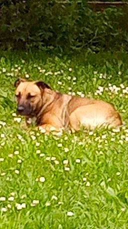 Nala participe au concours pour gagner de l'argent avec cette photo : ancient_dog_breeds, carnivore, companion_dog, dog, dog_breed, grass, grassland, groundcover, liver, non_sporting_group, ori_pei, plant, tail, terrestrial_animal, working_animal, working_dog