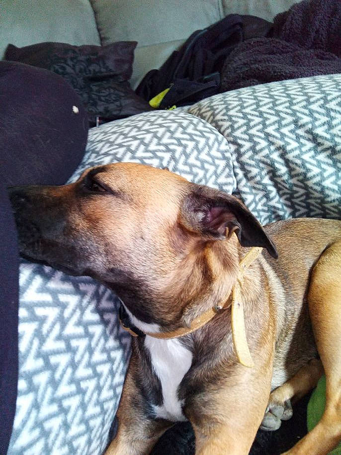 Nala a rejoint le concours — aidez-le/la à gagner de superbes lots ! canidae, carnivore, collar, comfort, companion_dog, dog, dog_breed, dog_collar, dog_supply, fawn, fur, linens, pet_supply, pillow, snout, sporting_group, terrestrial_animal, whiskers, working_animal, working_dog