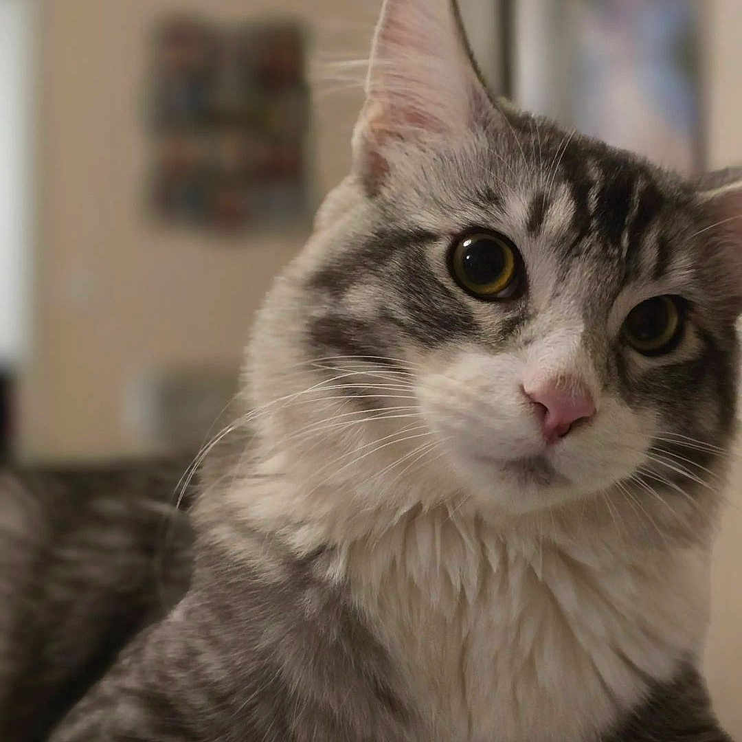 Luffy a rejoint le concours — aidez-le/la à gagner de superbes lots ! abyssinian, angora, animal, brasssection, cat, egyptiancat, face, gray, head, horn, indoors, kitten, manx, musicalinstrument, person, pet, photography, portrait, siamese, snout