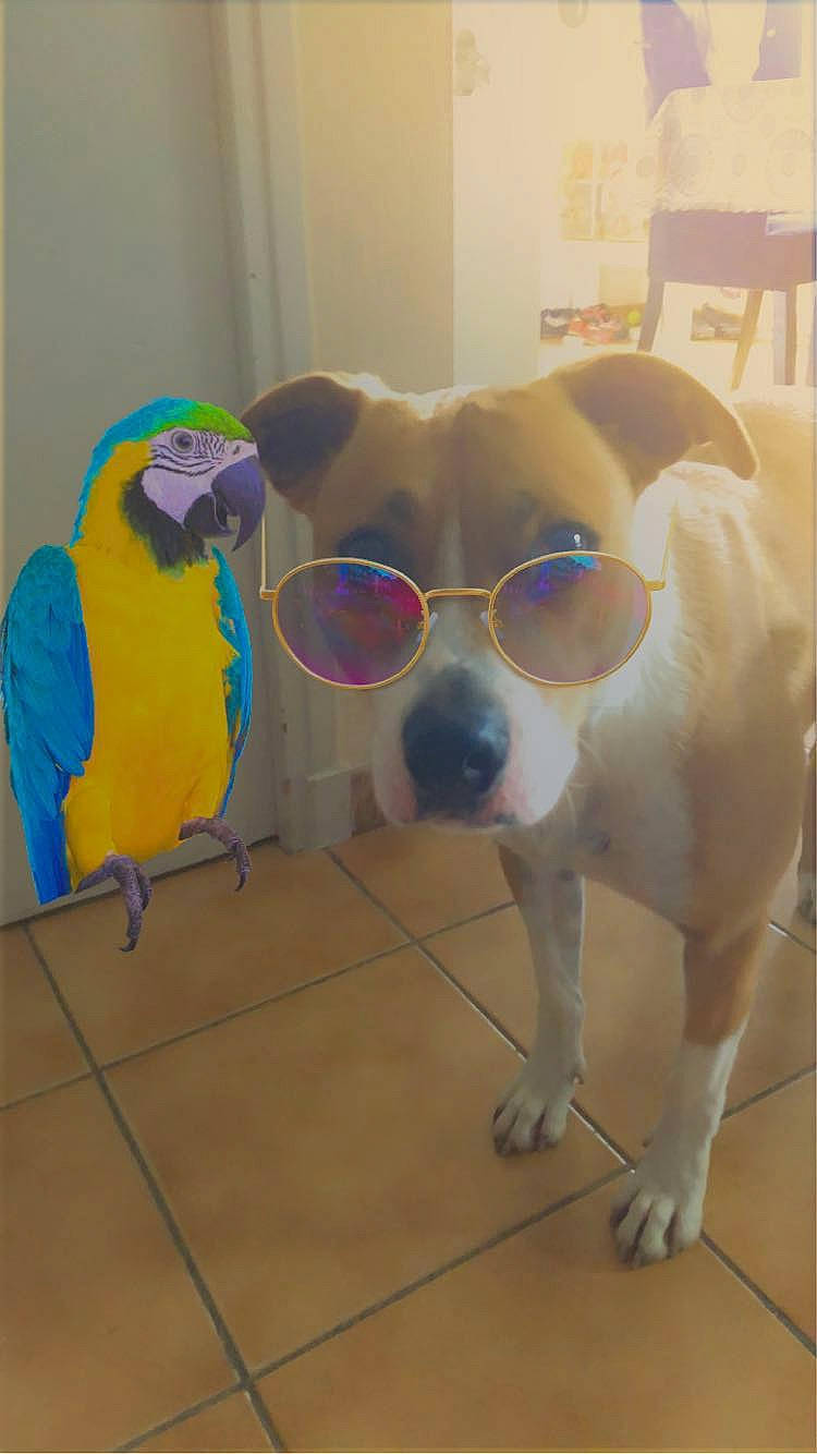 Tyron a rejoint le concours — aidez-le/la à gagner de superbes lots ! animal_shelter, canidae, carnivore, companion_dog, dog, dog_breed, dog_supply, eyewear, fawn, floor, flooring, mammal, paw, personal_protective_equipment, pet_supply, snout, sporting_group, tail, whiskers, working_animal